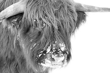 Schotse hooglander in de sneeuw van Francis Dost