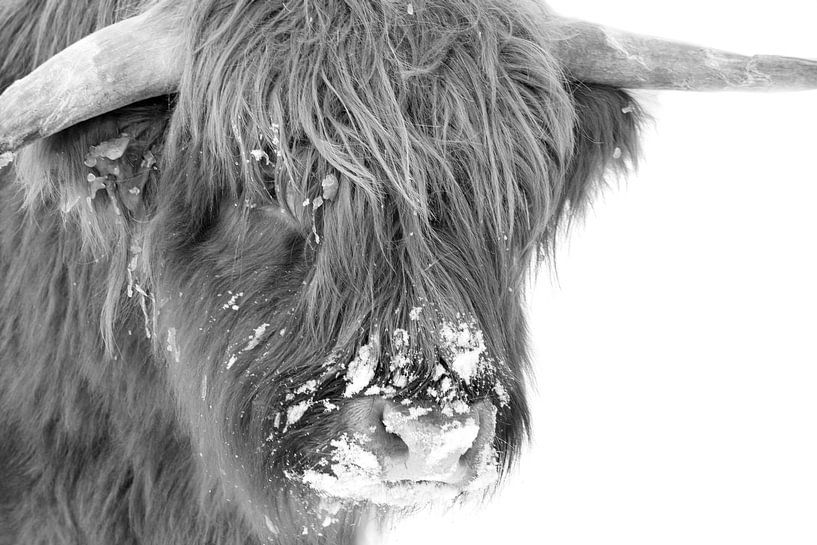 Highlander écossais dans la neige par Francis Dost