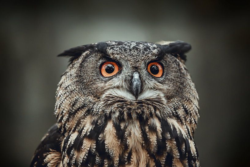 Portrait d'un hibou grand-duc d'Afrique en nuances de gris par KB Design & Photography (Karen Brouwer)