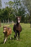 galloperende paardjes 2