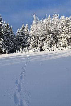 Voetafdrukken in de sneeuw van Claude Laprise