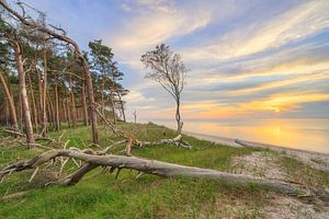 Le soir dans la forêt du Darß sur Michael Valjak