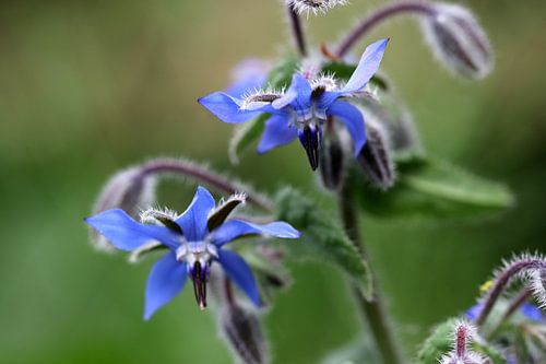 Borage