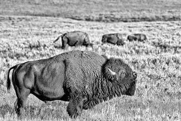 Rugged Bison in black and white by Kris Hermans