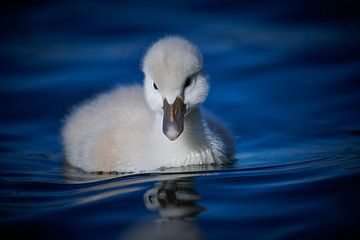 Donzy.com - Young swan against a dark background. by Donzy.nl