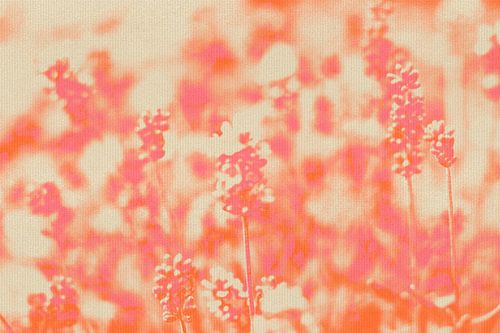 Lavendelbloemen in warme pasteltinten. Moderne botanische kunst