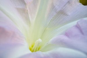 Rosane Morning Glory