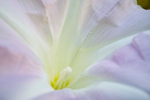 Rosane-sierwinde van Iris Holzer Richardson