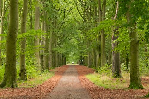 Lentegroen aan de beukenlaan van Margreet Piek