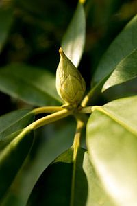 photo botanique de la plante verte rhododendron à la lumière du soleil sur Karijn | Fine art Natuur en Reis Fotografie