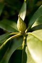 botanical photo of green plant rhododendron in sunlight by Karijn | Fine art Natuur en Reis Fotografie thumbnail
