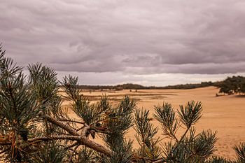 Trees on sand 12 - Loonse en Drunense Duinen