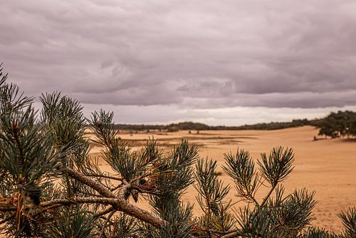 Trees on sand 12 - Loonse en Drunense Duinen