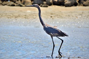 Roodhalsreiger in Curaçao van Karel Frielink