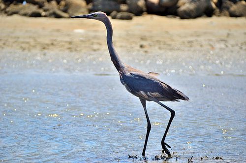 Roodhalsreiger in Curaçao