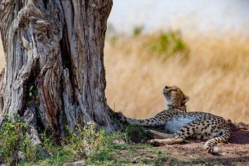Cheetah verbaasd van Peter Michel