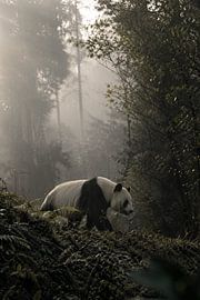Reuzenpanda in Mistig Bamboebos – Fine-Art Wildlife Fotografie van Design Wall Arts