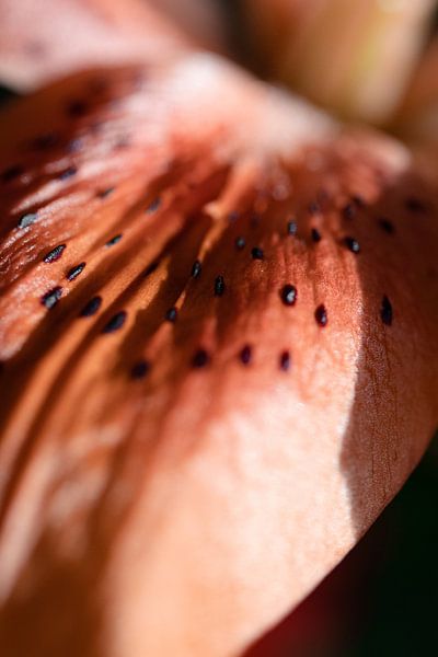 Closeup of lily pad by DeedyLicious
