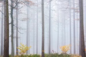 Fichten im Nebel