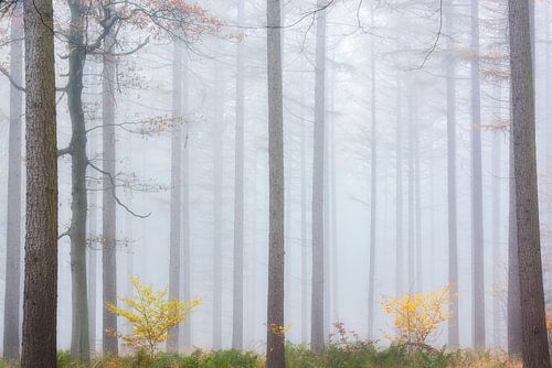 Sparrenbomen in de mist