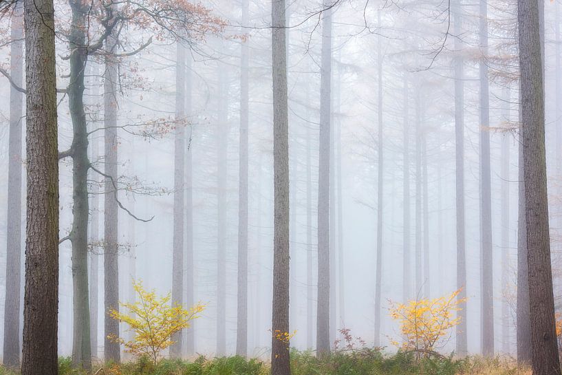 Epicéas dans la brume par Francis Dost