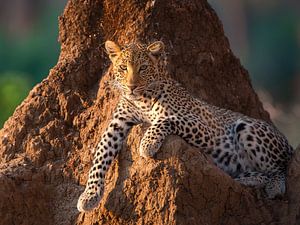 Prinzessin der Leopard von YvePhotography