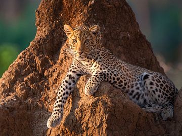 Princess the leopard by YvePhotography