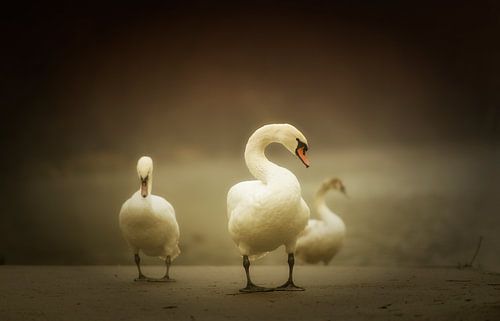 Swans in the morning mist