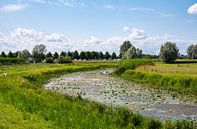 Panoramablick über die grünen Feuchtgebiete am Fluss IJssel, von Werner Lerooy Miniaturansicht
