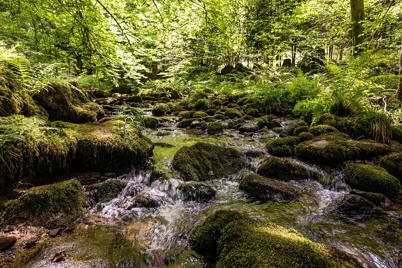 L&#039;Alb dans la vallée de l&#039;Alb près de Bad Herrenalb - Forêt-Noire par Werner Dieterich