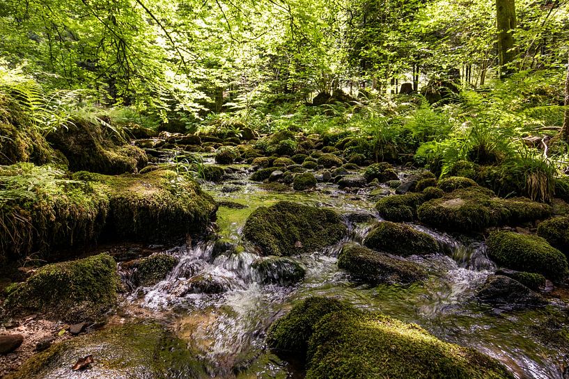 Die Alb im Albtal bei Bad Herrenalb - Schwarzwald von Werner Dieterich