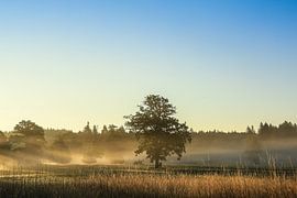 Sommermorgen mit leichtem Nebel im irndorfer Hardt - Naturpark Obere Donau von BlattArt - Christine Horn