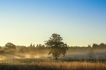 Zomerochtend met lichte mist in het irndorf Hardt - Naturpark Obere Donau van BlattArt - Christine Horn