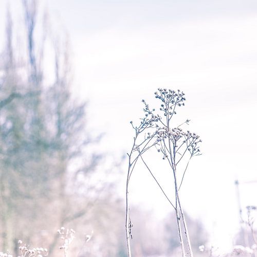 Fleurs séchées aux couleurs pastel