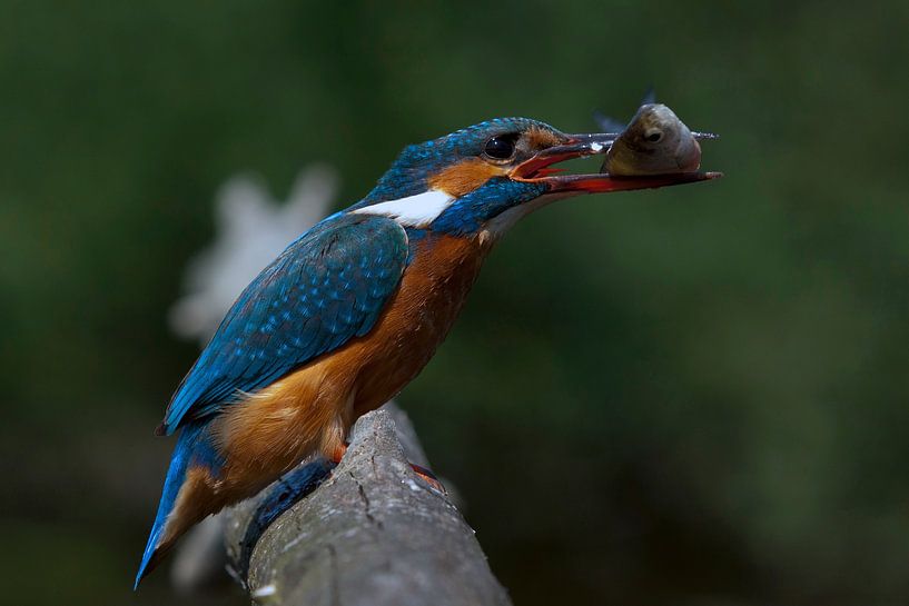 Ijsvogel van Rando Kromkamp