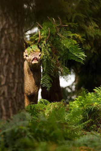 Bronstig Edelhert in boslandschap met varens