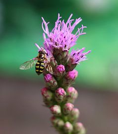 Zweefvlieg op bloem von sandra ten wolde