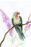 Agapornis Watercolour