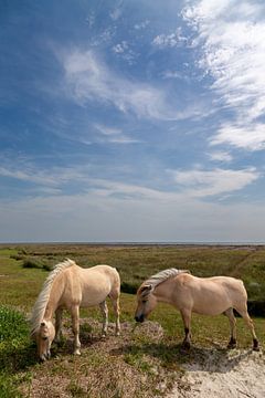 Horses on Juist by Dirk Rüter