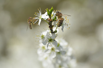 Insekte zusammen im Frühling