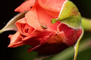 Florale Fotografie