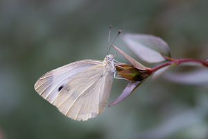 Pieridae