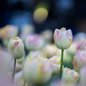 Tulpen in Pastelltönen 3 von de buurtfotograaf Leontien