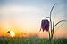 Die Schachblume in einer Wiese während des Sonnenaufgangs im Frühjahr von Sjoerd van der Wal