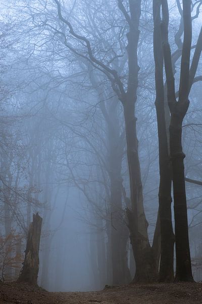The art of trees by Moetwil en van Dijk - Fotografie
