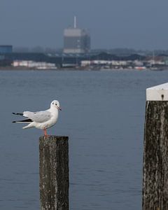 Meeuw op houten paal