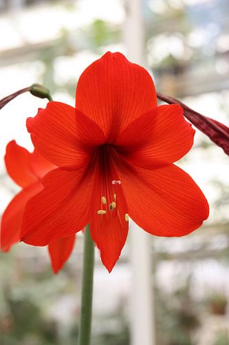 Amaryllis in Hortus Leiden