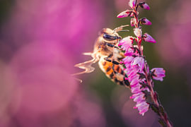 Heath bee by Pure Moments Photographie