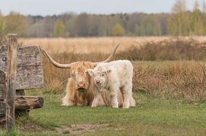 Schottischer Highlander mit Kalb, blond
