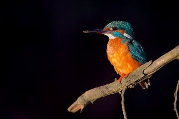 IJsvogel in het laatste licht